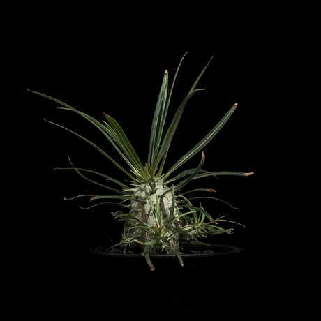 パキポディウム グラキリス / Pachypodium rosulatum var. gracilius #55