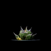 アガベ パリー トルンカータオリザバ Agave アガベ・トルンカータ（オリザバ）の特徴や育て方、増やし方等の紹介