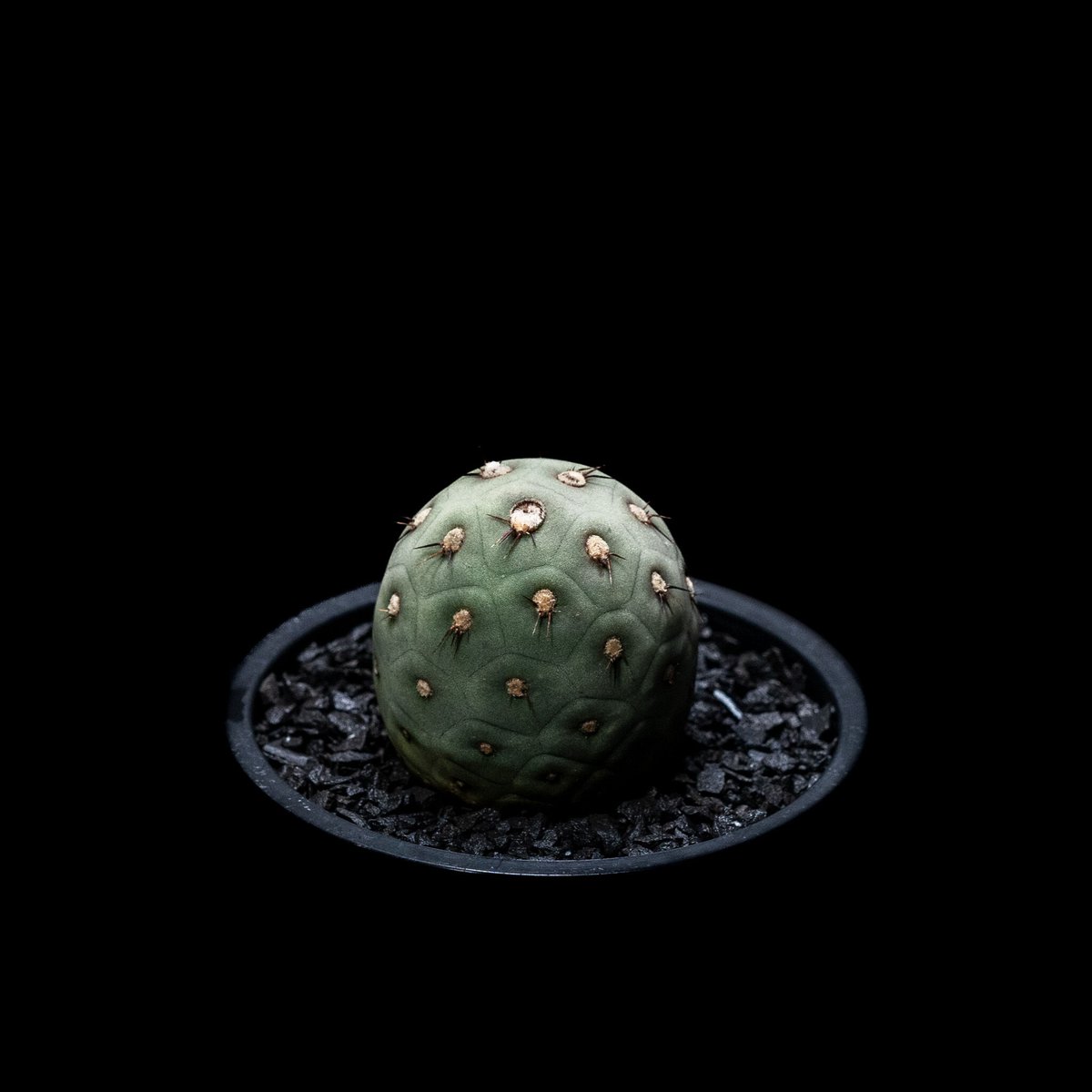 テフロカクタス ゲオメトリクス / Tephrocactus geometricus | Du