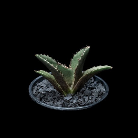 アガベ チタノタ 白鯨 / Agave titanota ‘White Whale’ #19