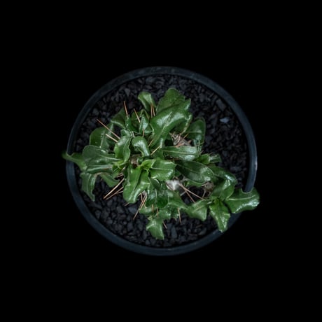 パキポディウム サウンデルシー / Pachypodium saundersii #4