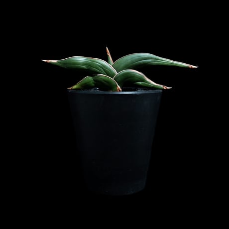サンセベリア ロリダ / Sansevieria rorida #3