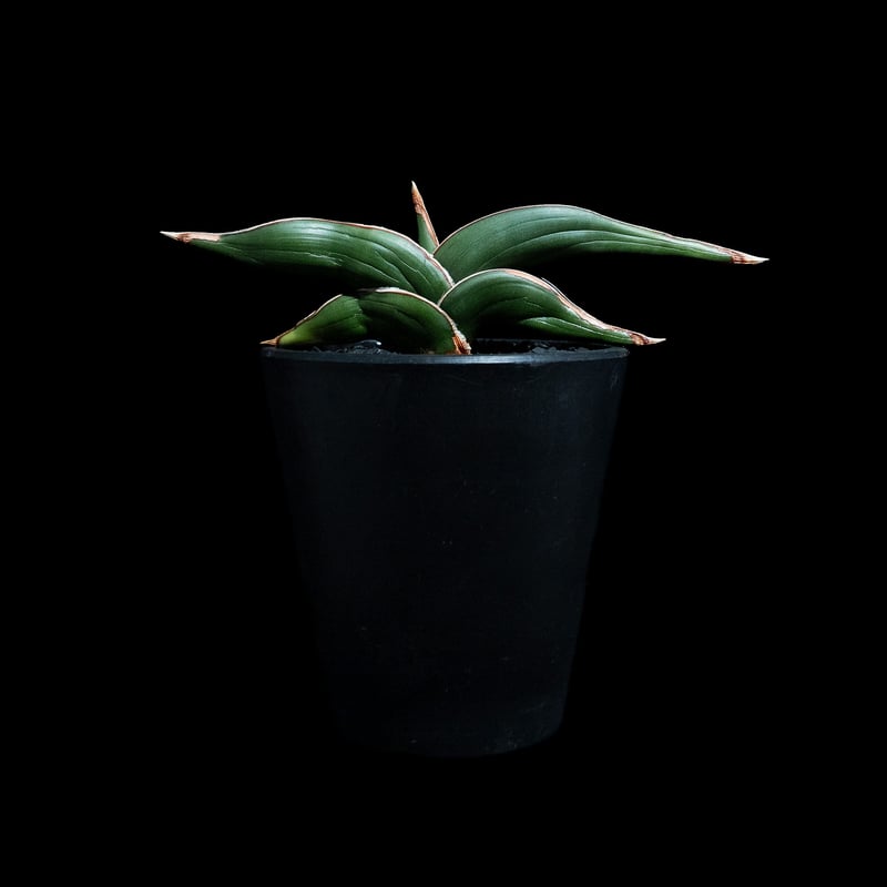 サンセベリア ロリダ / Sansevieria rorida #3 | Ducks ( pl