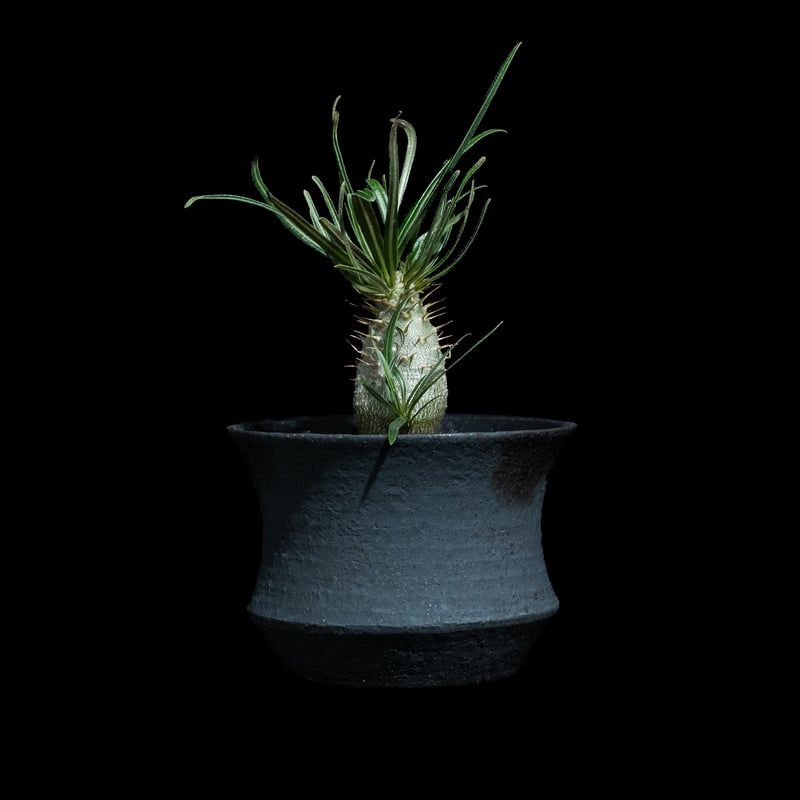 パキポディウム グラキリス / Pachypodium rosulatum var. grac