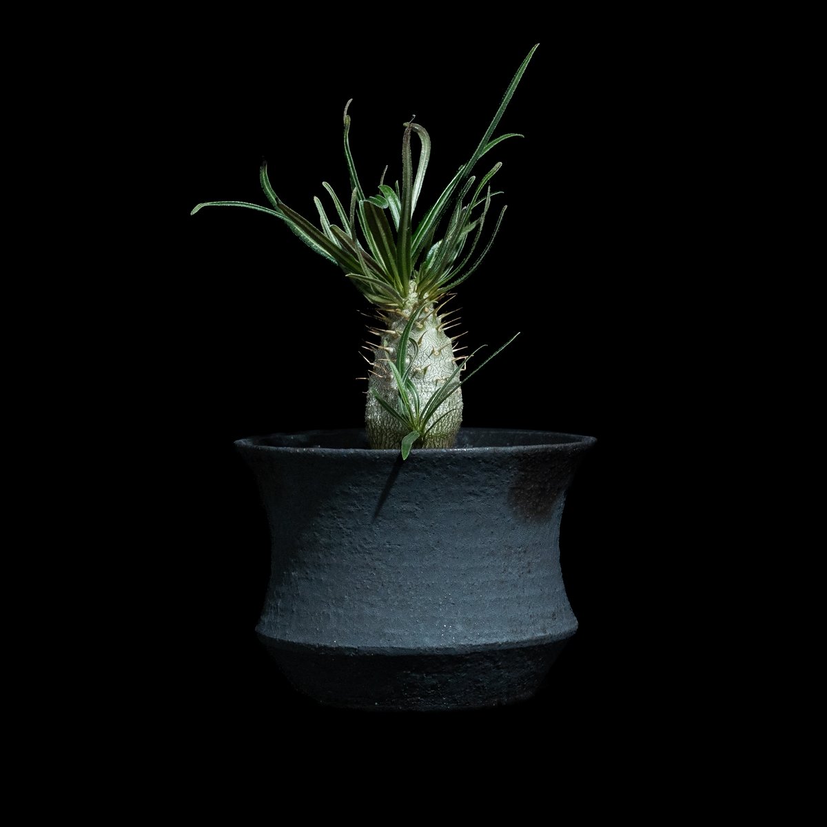 パキポディウム グラキリス Pachypodium gracilius ③ Pachypodium Gracilius - パキポディウム・グラキリス – VALIANT