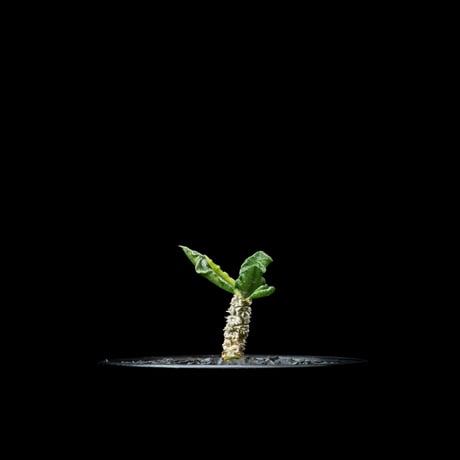 ユーフォルビア デカリー / Euphorbia decaryi #1