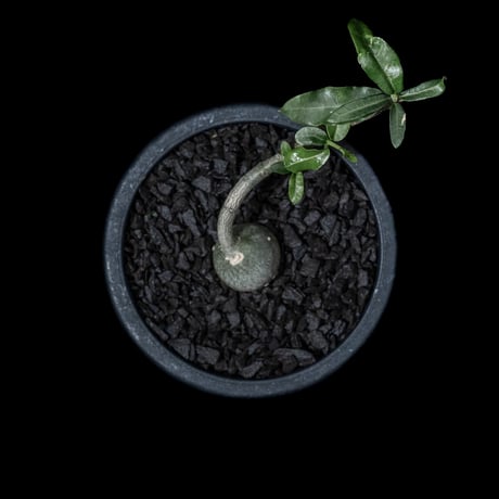 フォッケア エデュリス / Fockea edulis #3