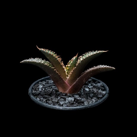 アガベ チタノタ レッド・キャットウィーズル / Agave titanota ‘Red Catweazle’ #22