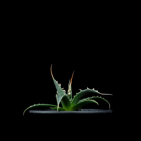 アガベ ユタエンシス エボリスピナ / Agave utahensis var. eborispina #3