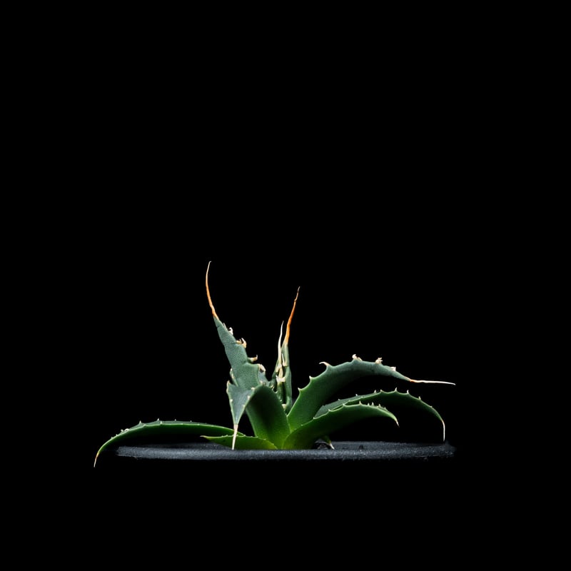 アガベ ユタエンシス エボリスピナ / Agave utahensis var. eboris