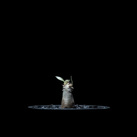 パキポディウム グラキリス / Pachypodium rosulatum var. gracilius #11