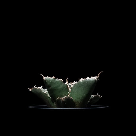 アガベ チタノタ 白鯨 / Agave titanota ‘White Whale’ #4