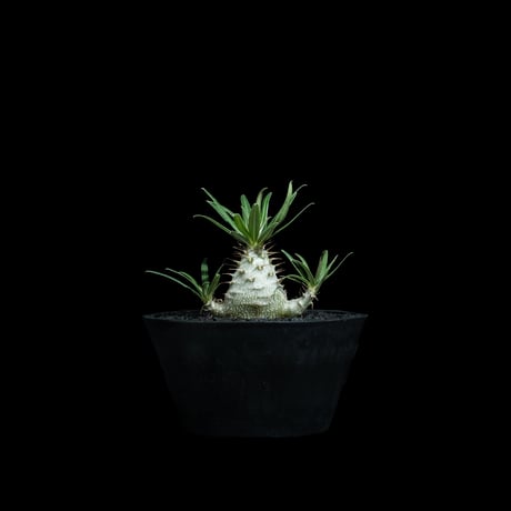 パキポディウム グラキリス / Pachypodium rosulatum var. gracilius #91