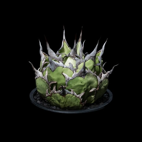 アガベ チタノタ ハデス / Agave titanota ‘Hades’ #2