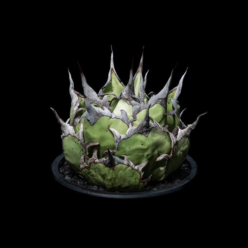 アガベ チタノタ ハデス / Agave titanota 'Hades' #2 | Duck アガベ チタノタ ハデス / Agave titanota 'Hades' #2 | Duck