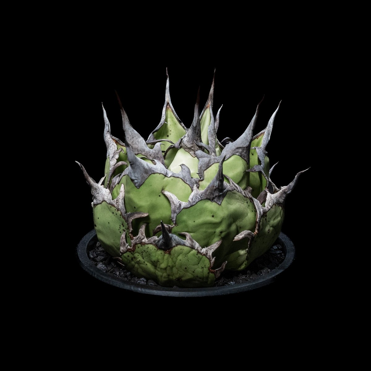 アガベ チタノタ ハデス / Agave titanota 'Hades' #2 | Duck アガベ チタノタ ハデス / Agave titanota 'Hades' #2 | Duck