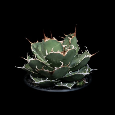 アガベ チタノタ 柊月 / Agave titanota ‘Syūgetsu’ #1