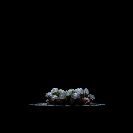 ハオルチア 紫オブツーサ / Haworthia ‘Murasaki Obutusa’