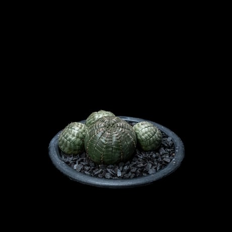 ユーフォルビア オベサ [多頭タイプ] / Euphorbia obesa f.caespitosa #9