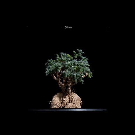トリコディアデマ ブルボスム / Trichodiadema bulbosum #20