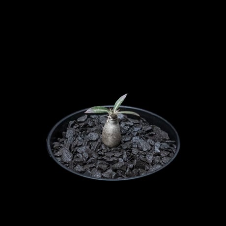 パキポディウム グラキリス / Pachypodium rosulatum var. gracilius #10