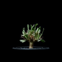 プテロディスクス　スペシオーサス コーデックス：プテロディスクス スペシオーサス*塊根幅4.5cm 現品