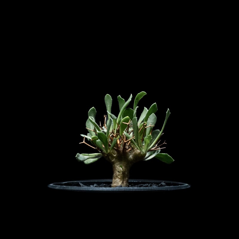 オトンナ ユーフォルビオイデス / Othonna euphorbioides #1 | Du