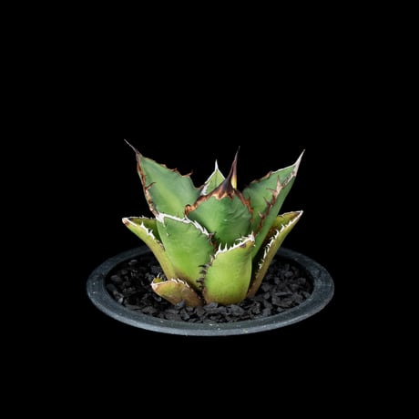 アガベ チタノタ 黒火焔 / Agave titanota ‘Black Fire’ #7
