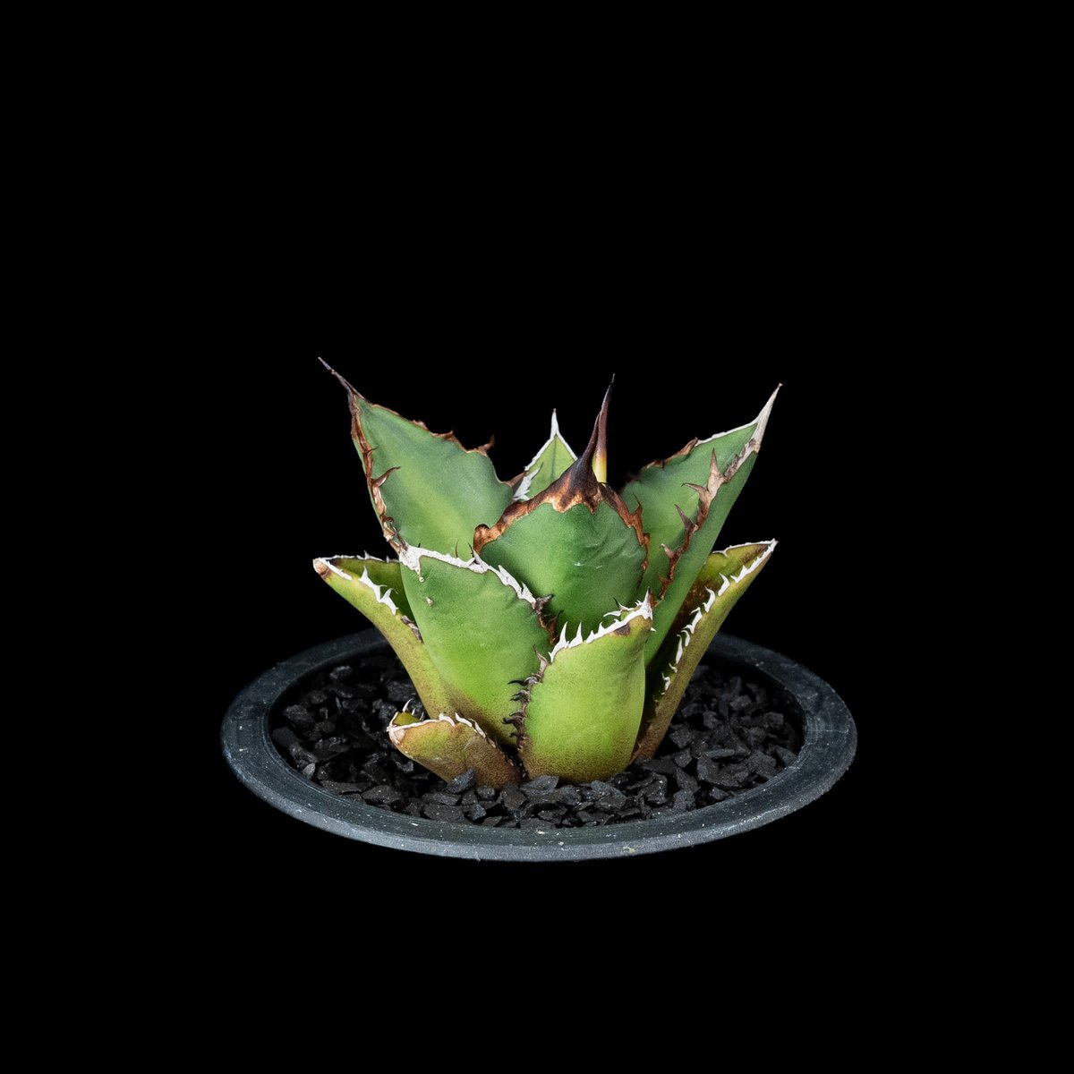 アガベ チタノタ 黒火焔 / Agave titanota 'Black Fire' #7 | アガベ チタノタ 黒火焔 / Agave titanota 'Black Fire' #7 |