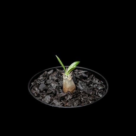 パキポディウム グラキリス / Pachypodium rosulatum var. gracilius #3