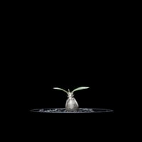 パキポディウム グラキリス / Pachypodium rosulatum var. gracilius #14