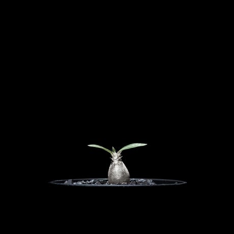 パキポディウム グラキリス / Pachypodium rosulatum var. gracilius #14