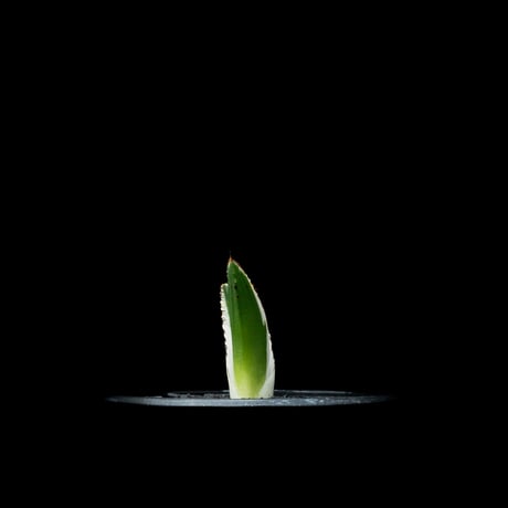 アガベ 氷山 / Agave victoriae-reginae ‘Hyouzan’ #2