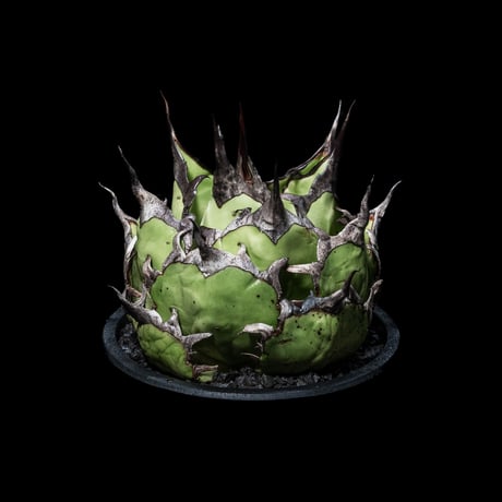 アガベ チタノタ ハデス / Agave titanota ‘Hades’ #2