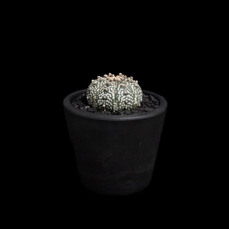 アストロフィツム アステリアス / Astrophytum asterias #7