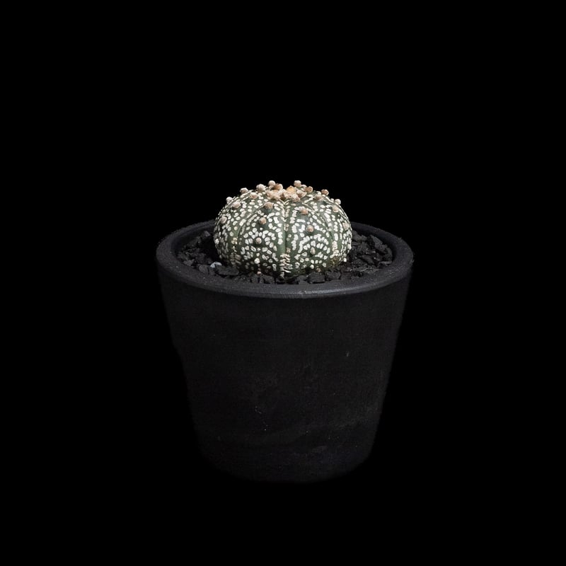 アストロフィツム アステリアス / Astrophytum asterias #7 | Duc