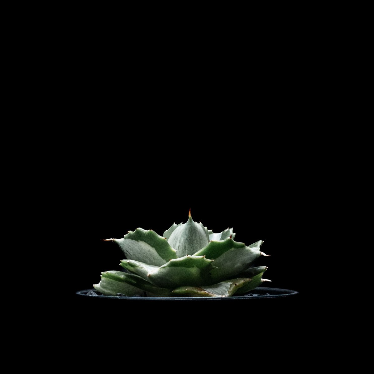 アガベ 王妃雷神 白中斑/ Agave isthmensis 'Ouhi Raijin' me...