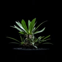 パキポディウム デンシカウレ / Pachypodium densicaule #3