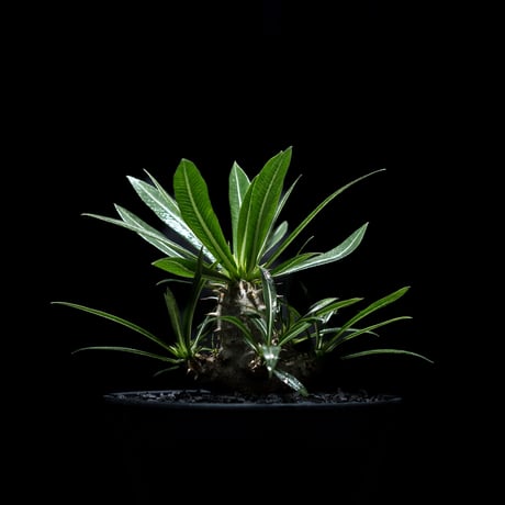 パキポディウム デンシカウレ / Pachypodium densicaule #3