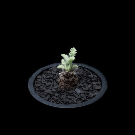 ペラルゴニウム アッペンディクラツム / Pelargonium appendiculatum #2