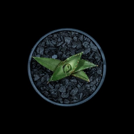 アガベ チタノタ ハデス / Agave titanota ‘Hades’ #4