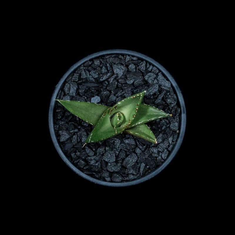 アガベ チタノタ ハデス / Agave titanota 'Hades' #4 | D