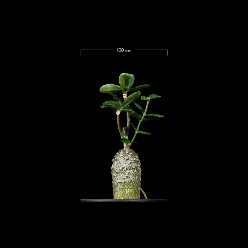 フォッケア　エデュリス　大株 フォッケア エデュリス 火星人 Fockea edulis | mana's farm:塊