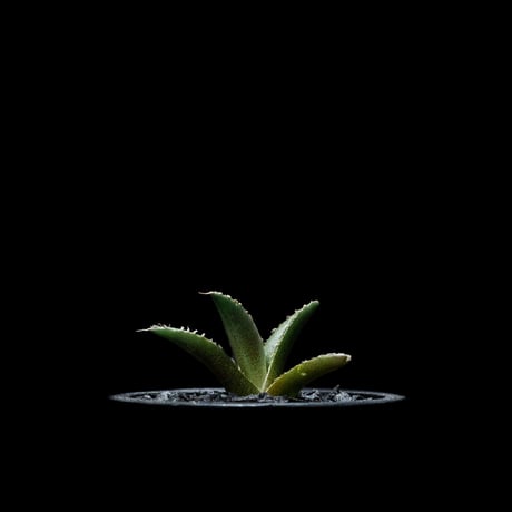アガベ チタノタ シーザー / Agave titanota ‘Caesar’ #11