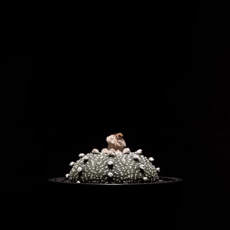 アストロフィツム アステリアス (兜丸) / Astrophytum asterias #2
