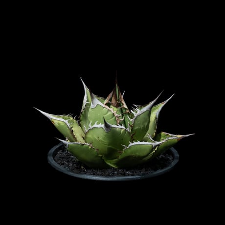 アガベ チタノタ 黒桃 / Agave titanota ‘Spade’ #1