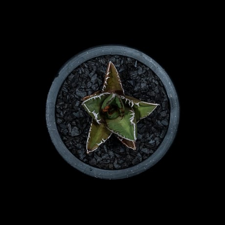 アガベ チタノタ 黒火焔 / Agave titanota ‘Black Fire’ #7