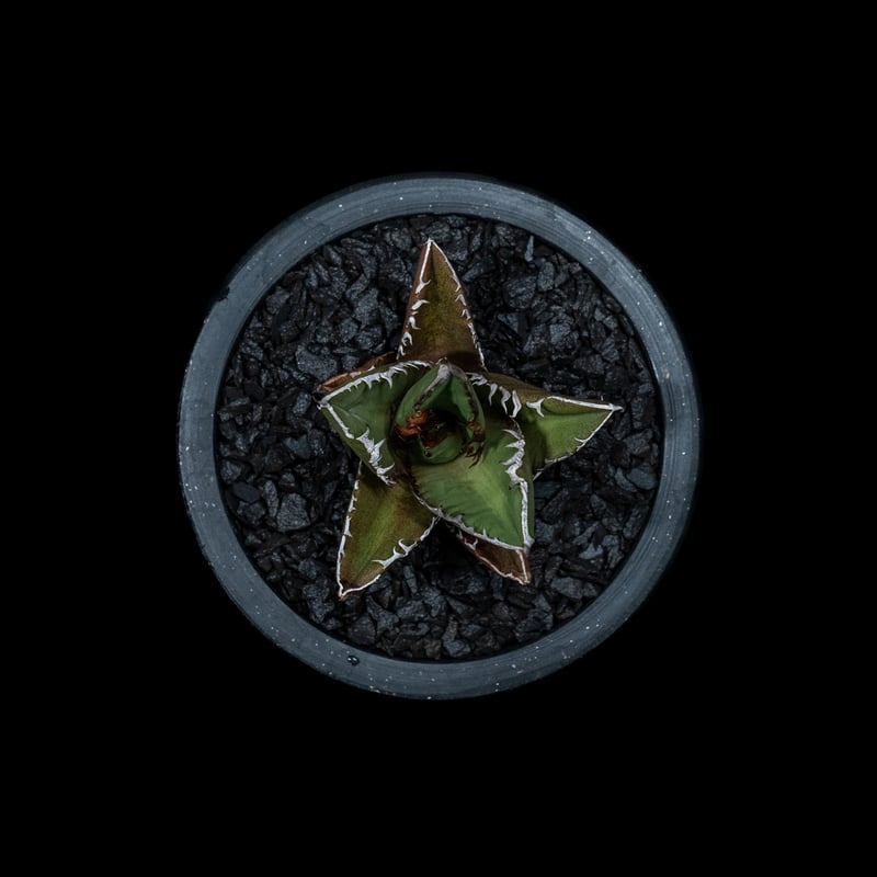 アガベ チタノタ 黒火焔 / Agave titanota 'Black Fire' #7 |