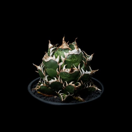 アガベ チタノタ レッド・キャットウィーズル  / Agave titanota ‘Red Catweazle’ #6