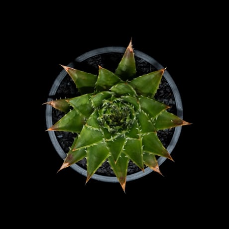 アロエ ポリフィラ / Aloe polyphylla #1